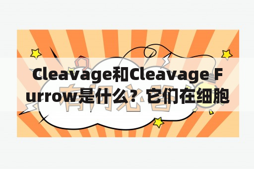 Cleavage和Cleavage Furrow是什么？它们在细胞分裂中起什么作用？