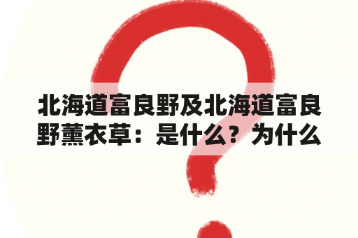 北海道富良野及北海道富良野薰衣草：是什么？为什么这么受欢迎？如何前往？