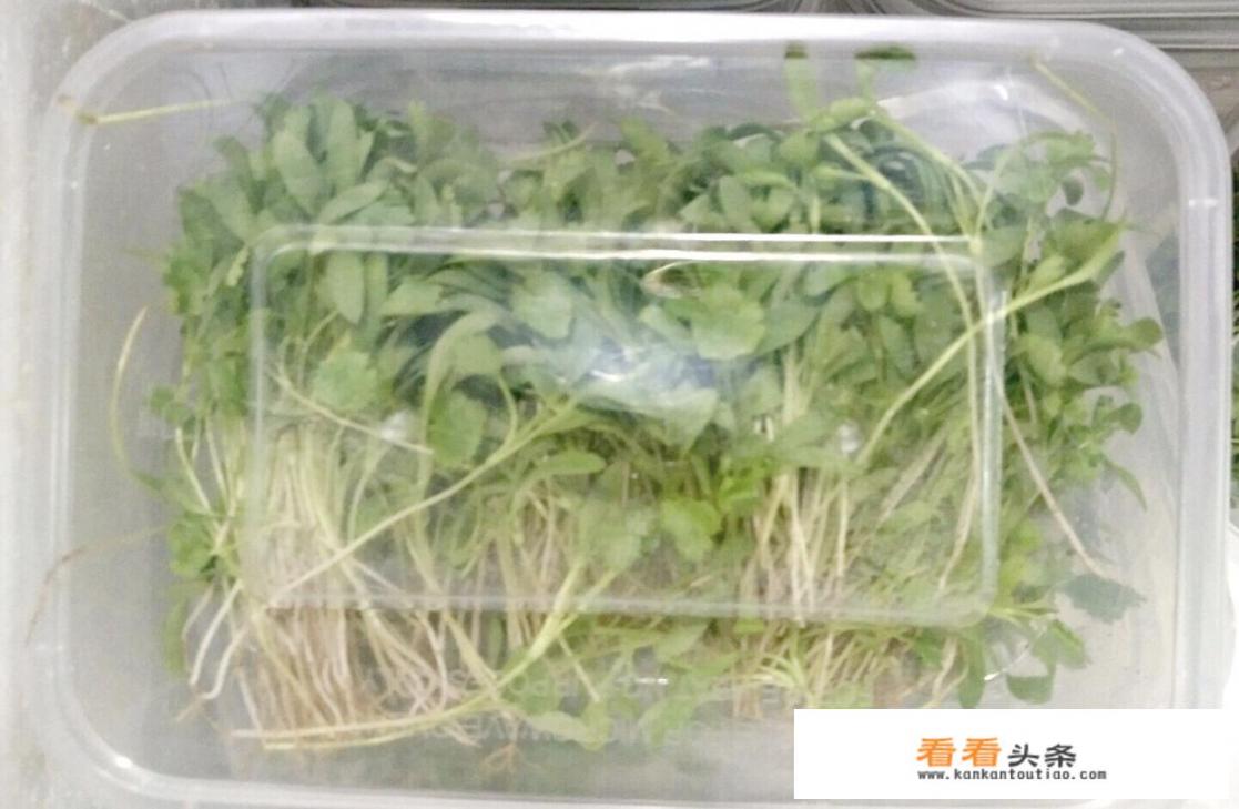 超市香菜怎么保存新鲜不烂？香菜保存最好的方法？