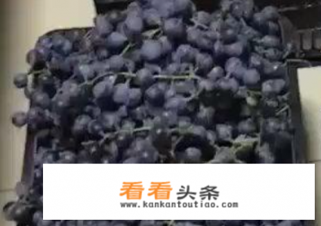 自酿葡萄酒的家常做法？自酿葡萄酒的正宗方法？