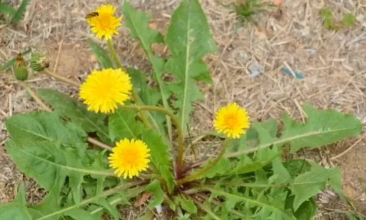 野菜古称？野菜别名？