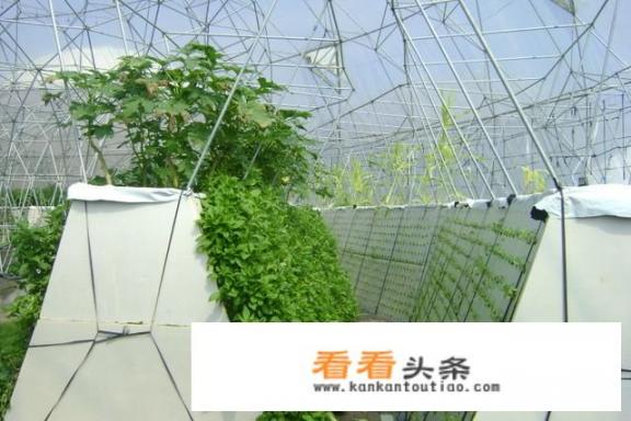 野菜种植:适合人工种植的野菜有哪些？仙草图片