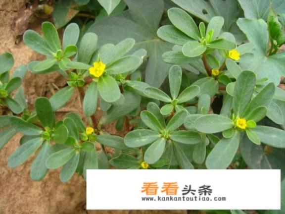 野菜种植:适合人工种植的野菜有哪些？仙草图片