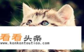 别人说2333我该怎么回？关于穿越变成猫的所有小说？