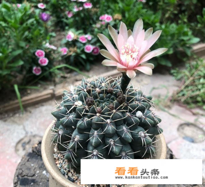 仙人柱发芽怎么移栽？绯花玉怎么繁殖小球？