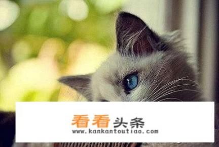 我家的猫不知道怎么回事，每次排尿量少，上厕所又频繁，求解决方法，不懂别瞎说？