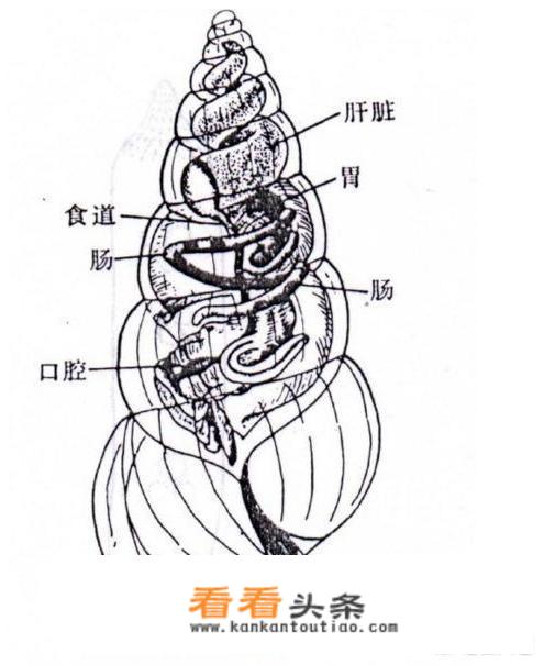 海螺哪里不能吃图示？