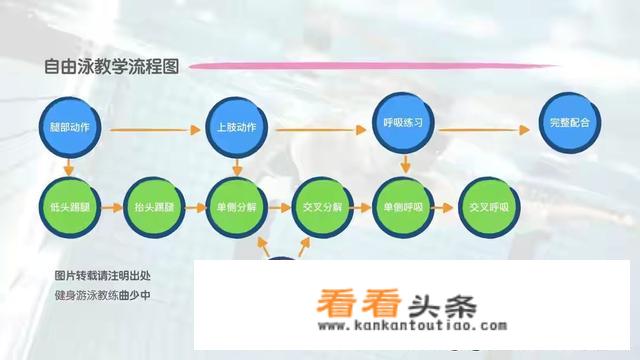 自由泳教学流程和要点？