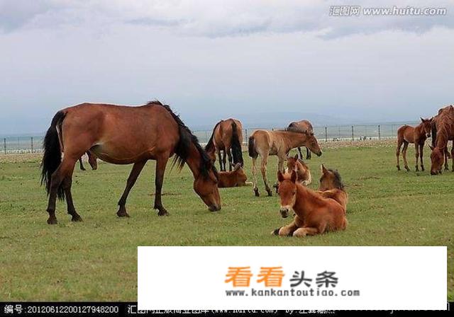 肉马多少钱一匹，哪个品种的肉马出肉率最高？