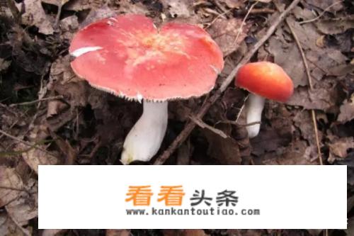 云南红菇和三明红菇如何区别