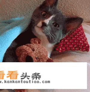 猫咪究竟会不会放屁