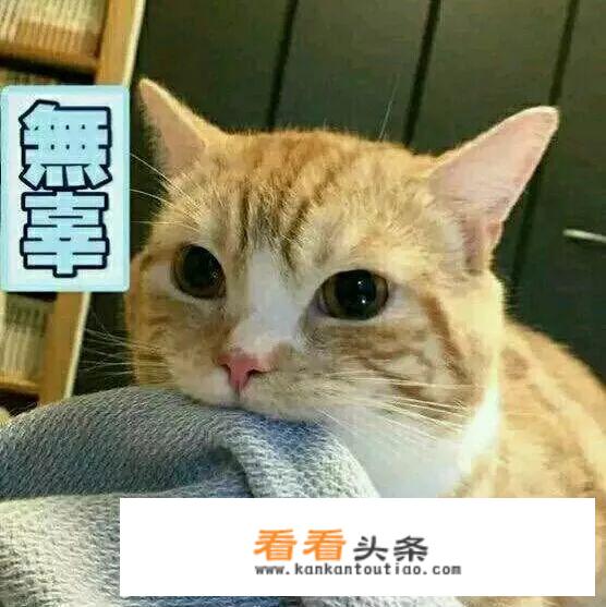 猫咪究竟会不会放屁