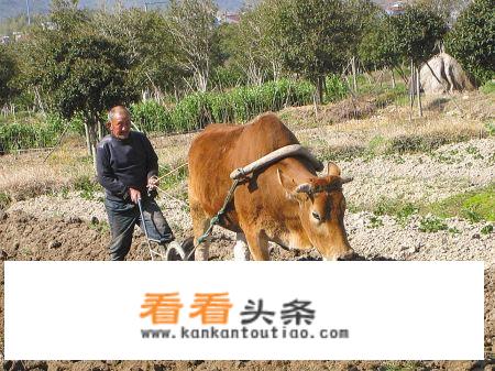 退休人员在县城没有住房，可以回农村承包地申请修住房吗，为什么