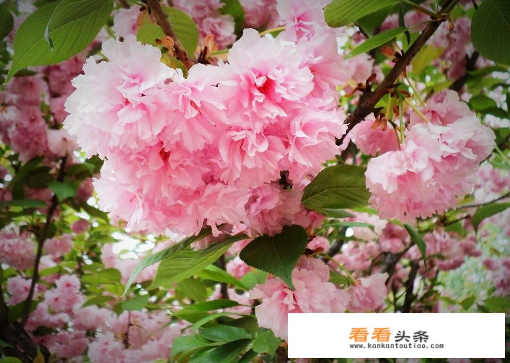 5月份还可以去日本吗