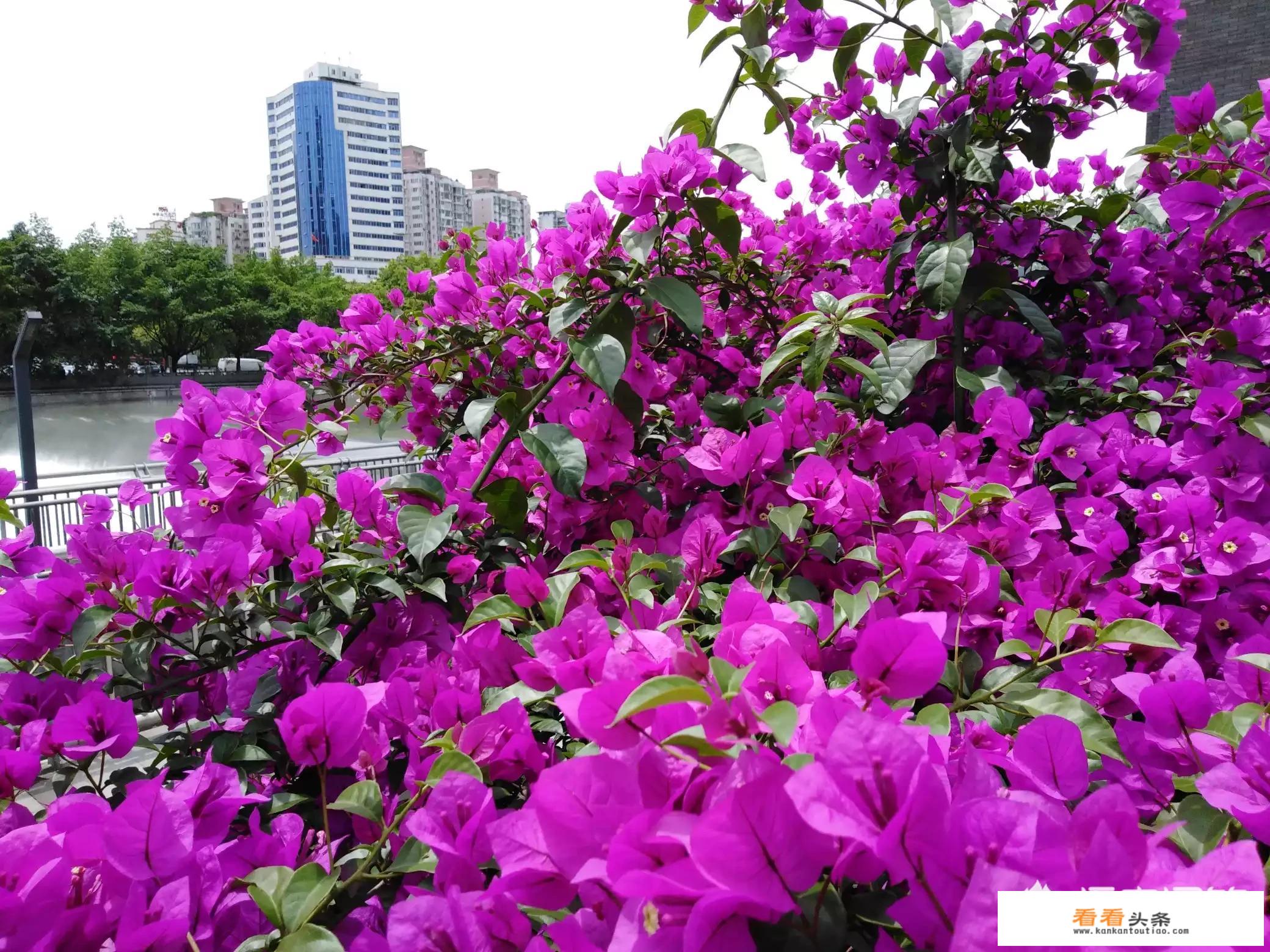 你们每一年都有旅行计划吗？每一年大概出国旅游几次