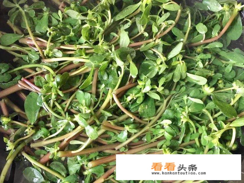 夏天农村有种野菜马齿苋，你知道怎么食用和它的药用价值吗