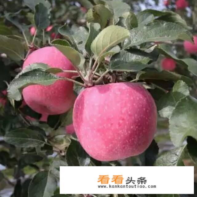 今年苹果价格走势怎么样