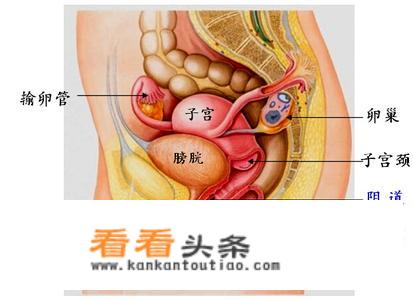 女生有哪些必须懂得的生理知识