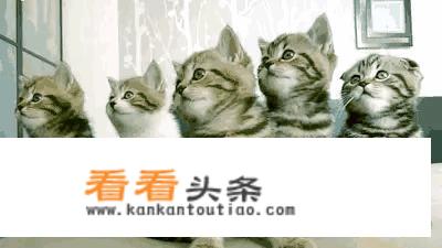 猫为什么要和老鼠过不去