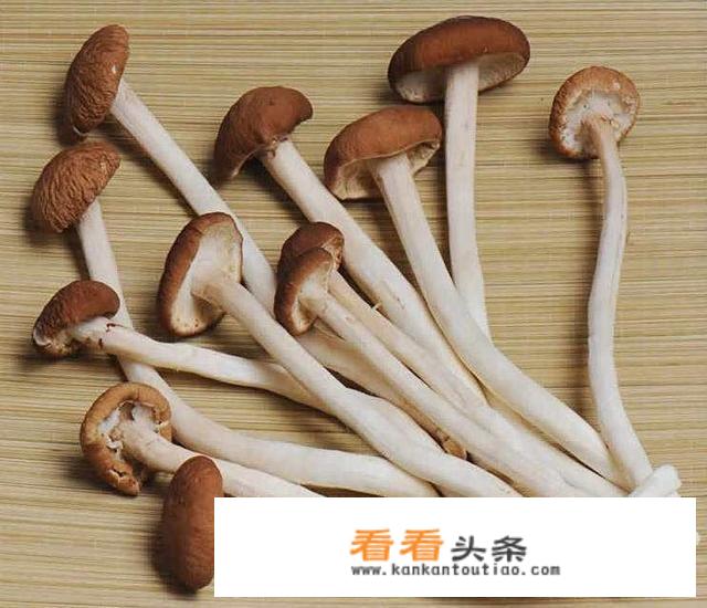 茶树菇炖汤怎么做才好吃