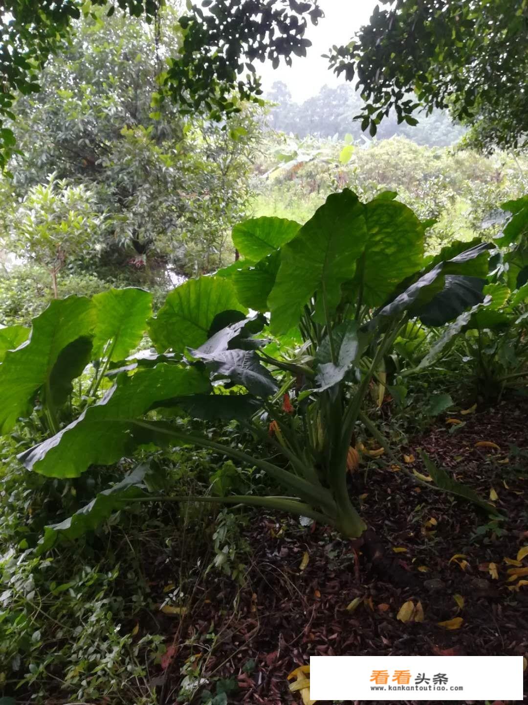 广州周边的哪些地方适合周末游玩？_容桂旅游攻略