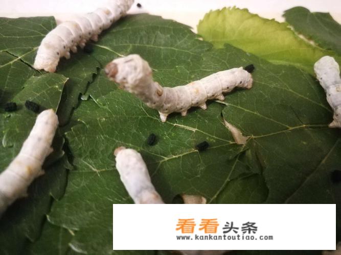 桑叶泡茶喝是晒干还是新鲜的好？_干黄花菜泡水的禁忌