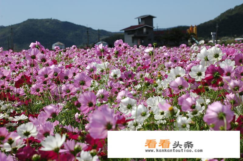 台湾屏东有哪些赏花的好地方？_屏东旅游景点