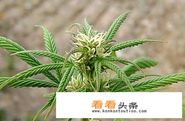 北方一些农村种植的“大麻子”是什么?可以直接食用吗?价格如何?如何种植“大麻子”？_湖州汽车密封价格