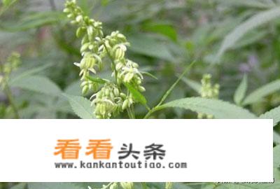 北方一些农村种植的“大麻子”是什么?可以直接食用吗?价格如何?如何种植“大麻子”？_湖州汽车密封价格