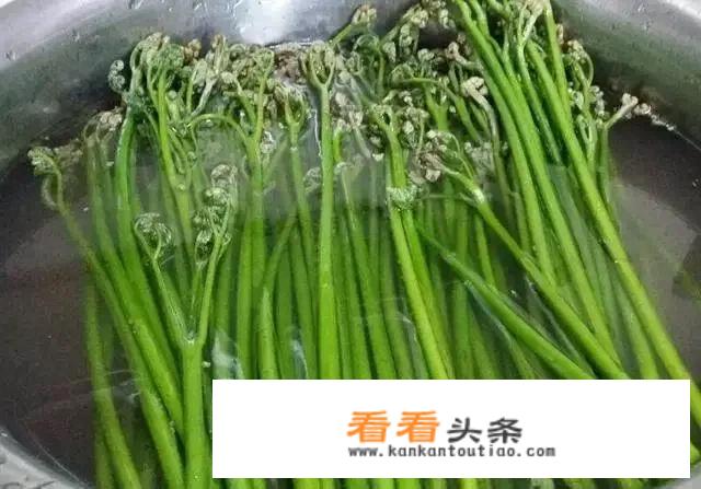 誉为“山菜之王”的蕨菜真的有毒吗？_蕨根粉多少钱一斤