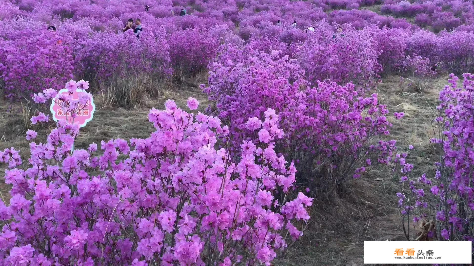 想去草原玩需要多少费用？_大草原旅游价格