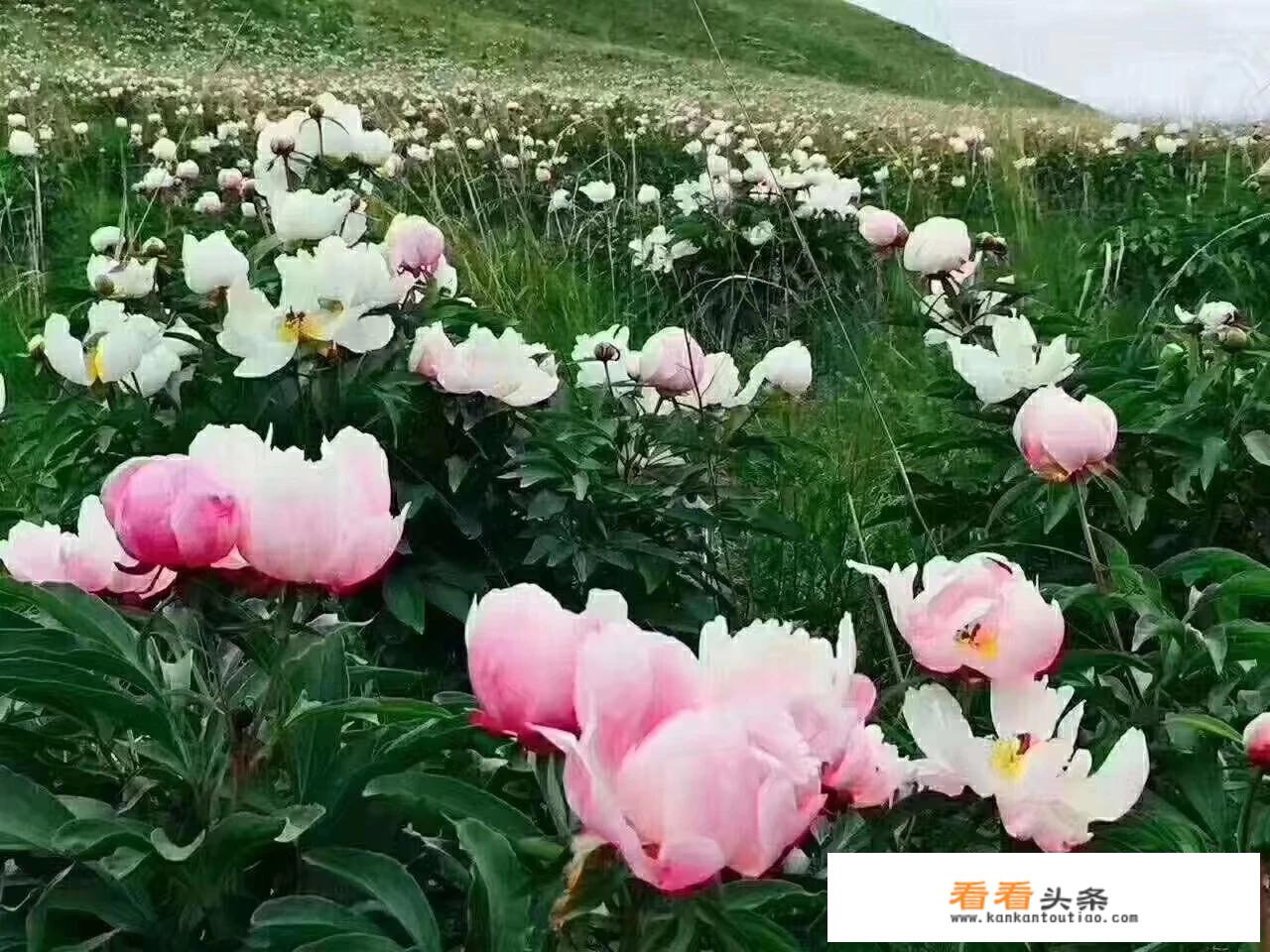 想去草原玩需要多少费用？_大草原旅游价格