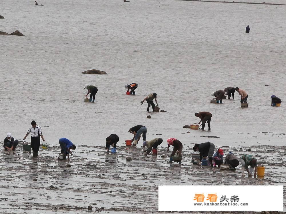 现在头条赶海视频还有几个是真实的？_螃蟹怎么烧好吃简单视频