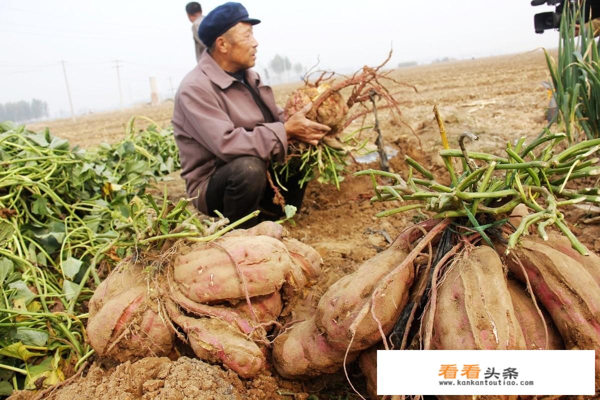 广顺高钙苹果多久成熟？_长顺苹果多少钱一斤