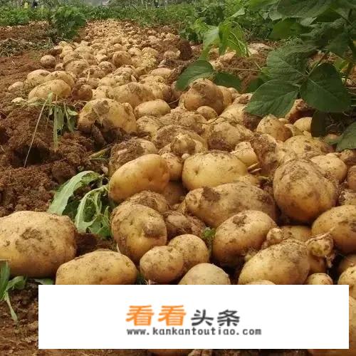 说一说中国“第九大菜系”中，你吃过的高校特色创新菜有哪些