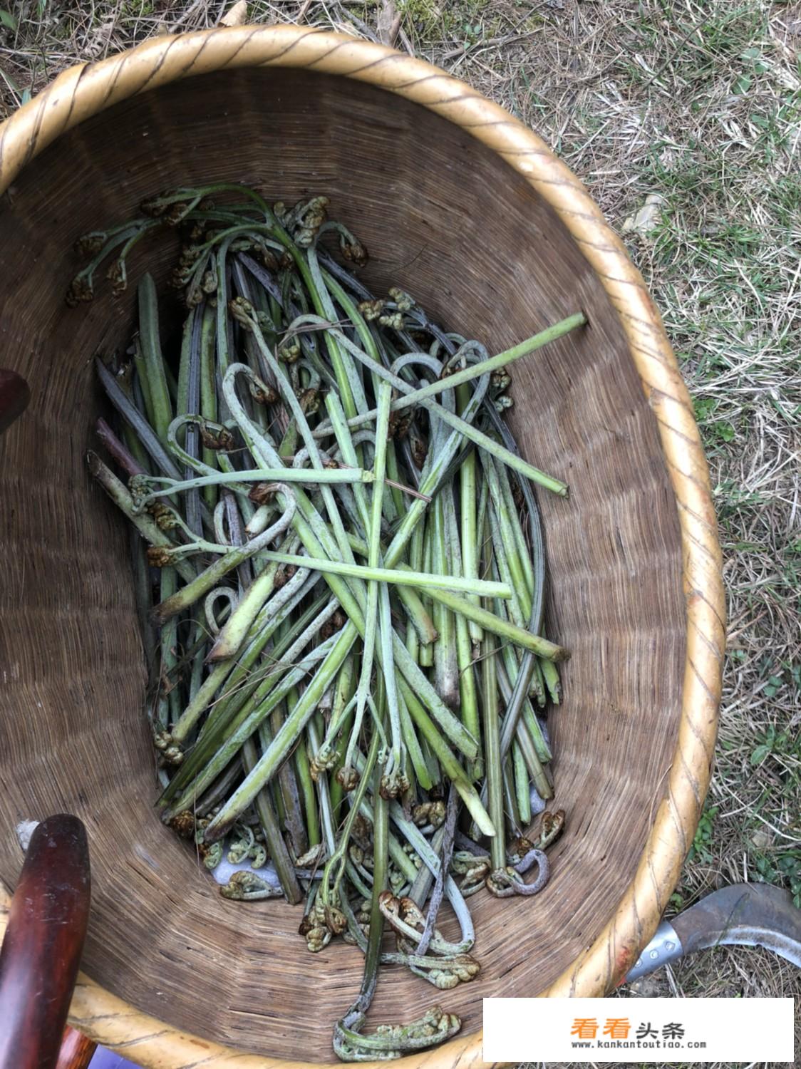 干蕨菜怎样炖烂