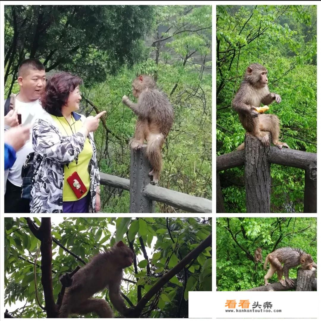 等疫情结束想去焦作云台山玩，谁知道怎么样好玩不，一天能玩下来吗