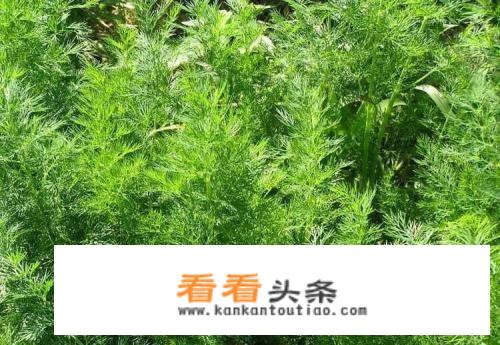 新鲜茴香怎么吃