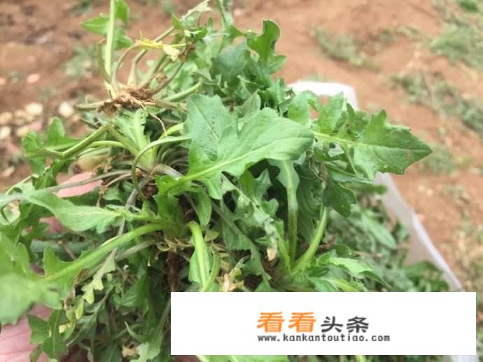 荠菜肉馅饺子怎么做？