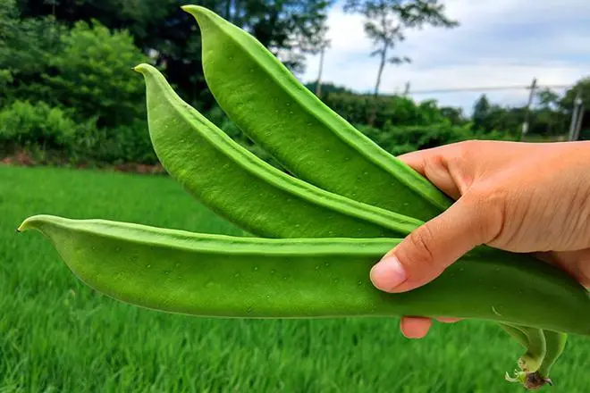 大刀豆种植时间和方法？