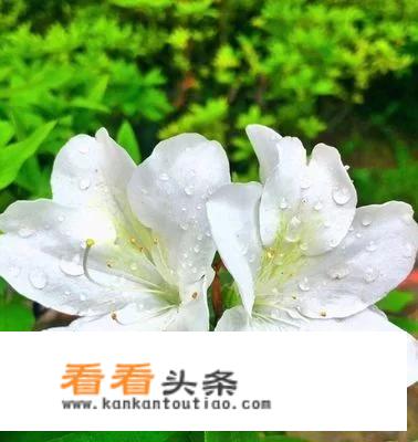 不同颜色的杜鹃花，叶子有什么区别？