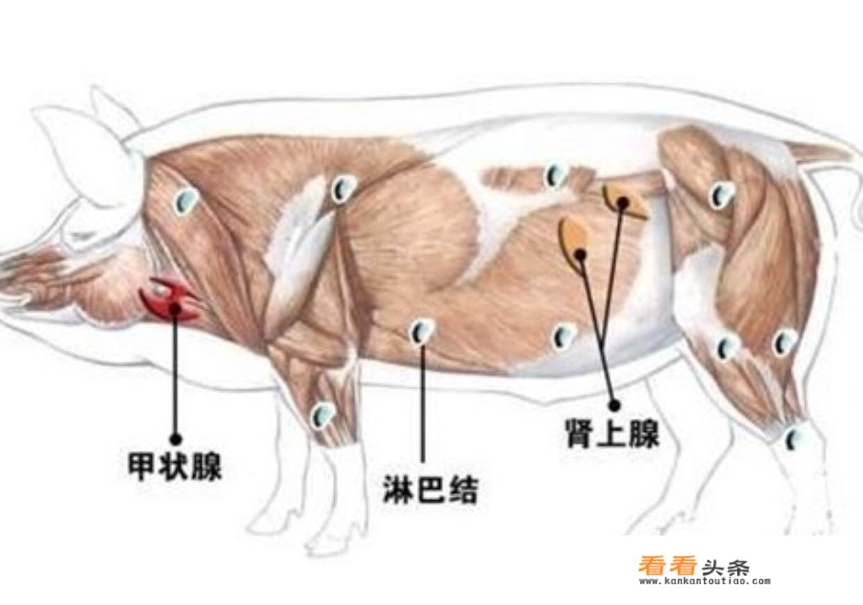 猪脾长什么样？