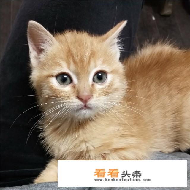 正常的猫可以吃益生菌吗？