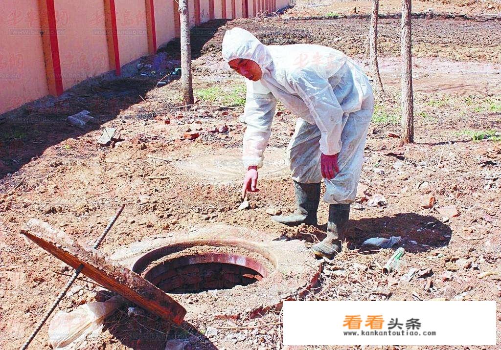 养猪场病死猪都去了哪里？饮食安全如何挑选出健康猪肉？