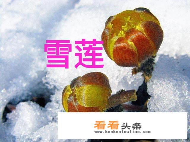 雪莲花为什么会有毒？