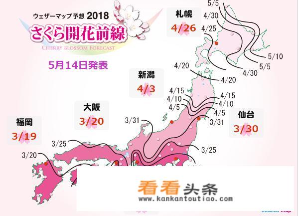 日本长野新潟县的樱花什么时间盛开？