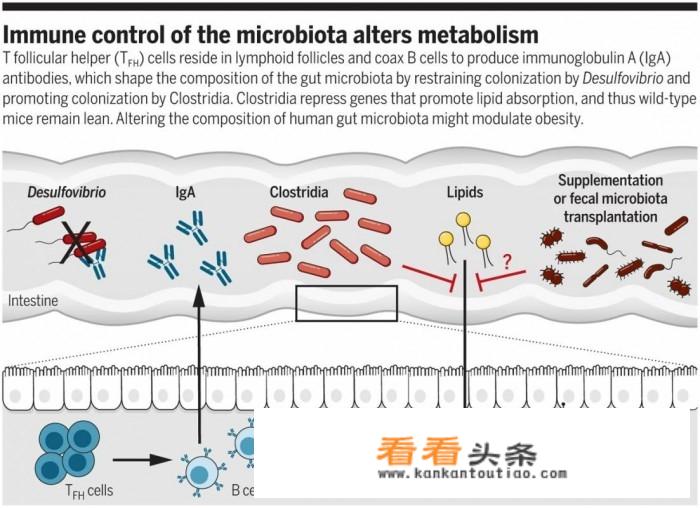 微生物学方面比较好一点的中文核心期刊，审稿速度比较快的？