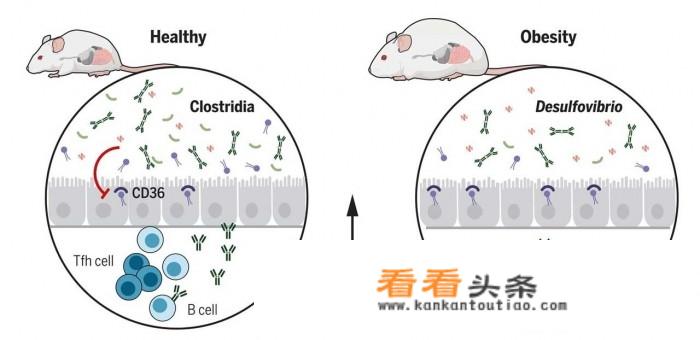 微生物学方面比较好一点的中文核心期刊，审稿速度比较快的？