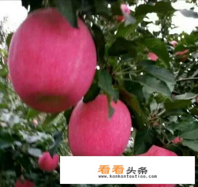 早熟苹果品种有哪些？