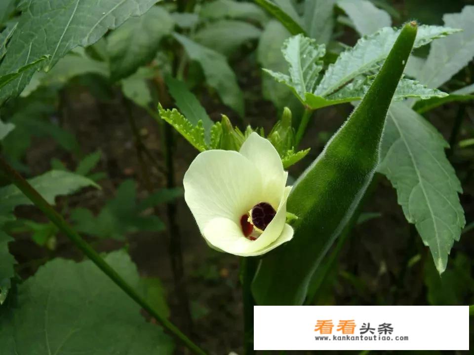 白灼秋葵的做法有哪些？